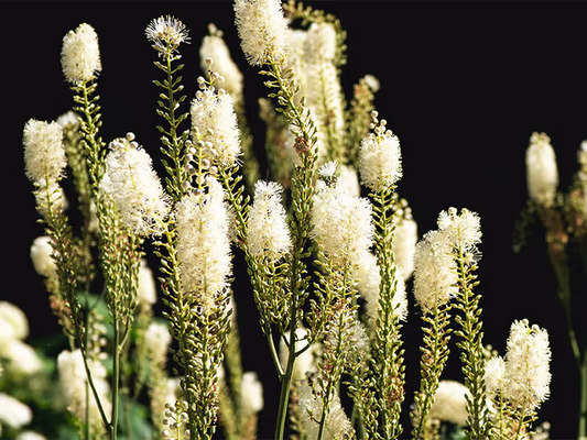 The MenoMate Journey: Month 2 - Week 6: How Black Cohosh Can Naturally Balance Your Hormones And End Hot Flash Chaos