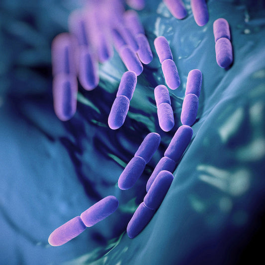 The MenoMate Meal Plan: Set 1 - Week 4: Why Probiotics Are Your Gut's Best Friend During Menopause