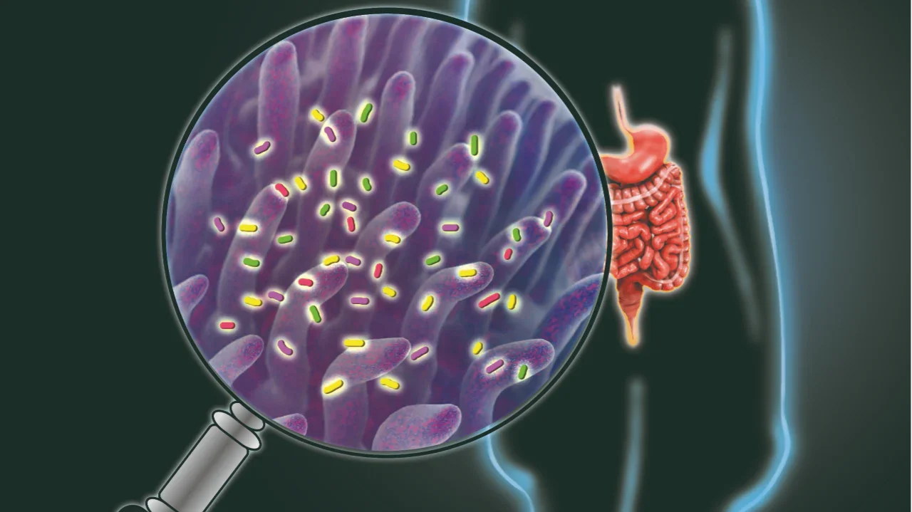 How MenoMate's Probiotics Target Menopause Symptoms