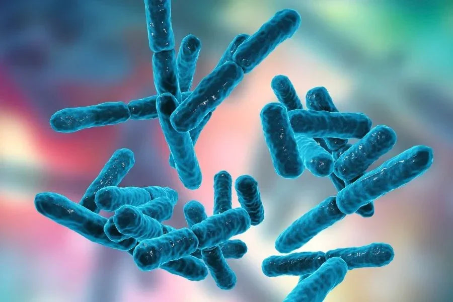 What Are Probiotics? (And Why Your MenoMate Contains 10 Billion CFU)